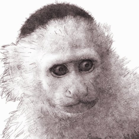 esperluette aka ampersand le singe capucin de Yorick Brown, dans Y le dernier homme