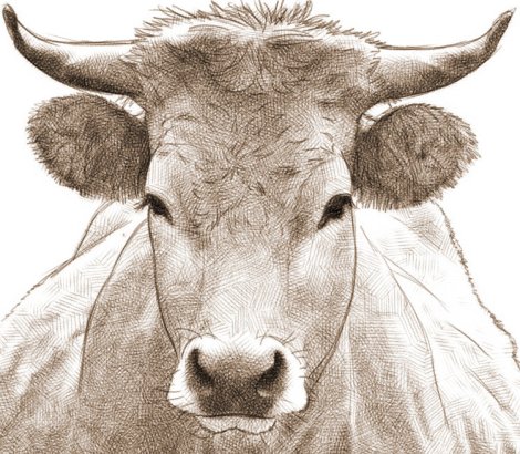 dessin numérique au crayon - portrait d'une vache des asturies