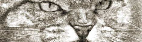 chat agressif dessin numérique au crayon